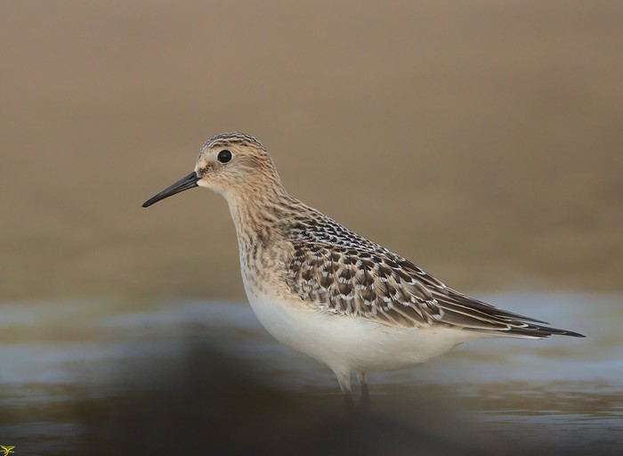 Baird's Sandpiper