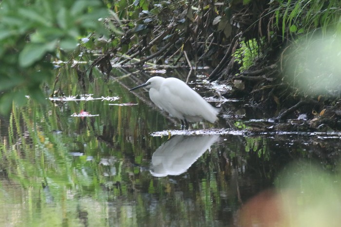 Little Egret