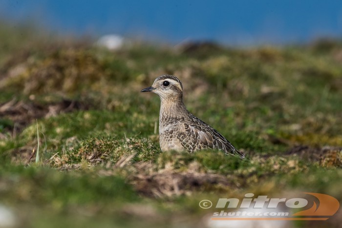 Dotterel