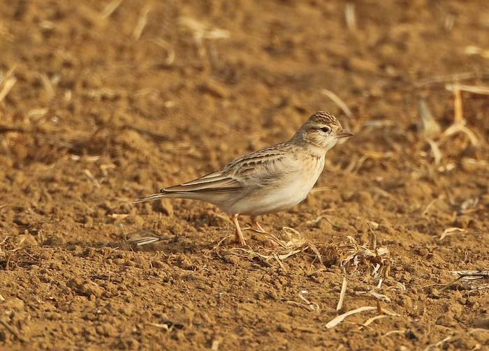Short-toed Lark