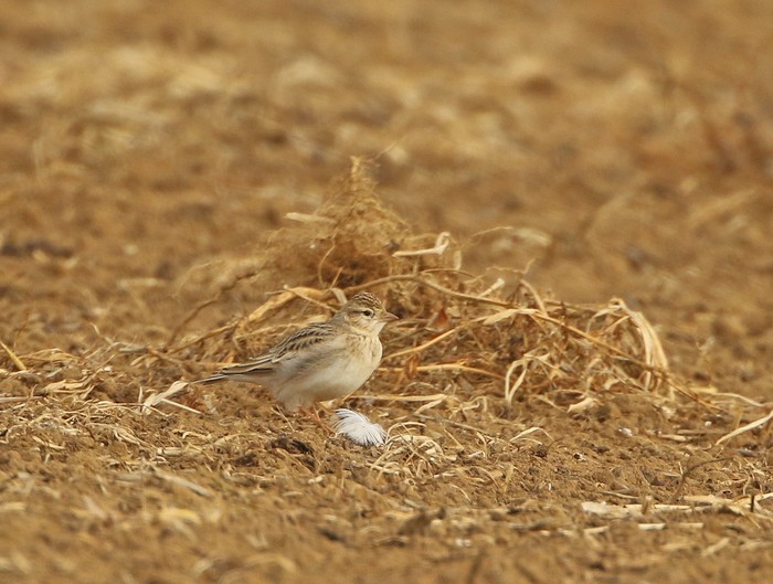 Short-toed Lark