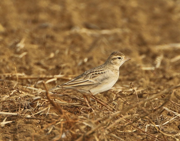 Short-toed Lark