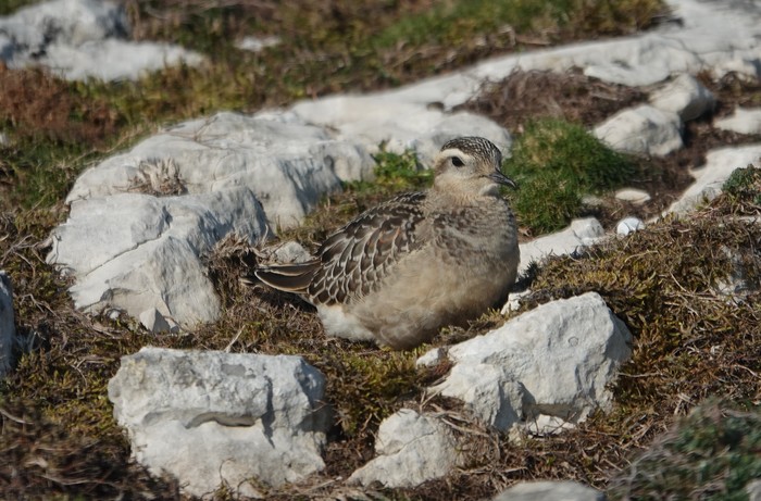Dotterel