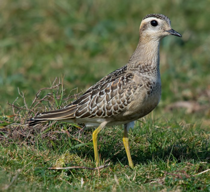 Dotterel