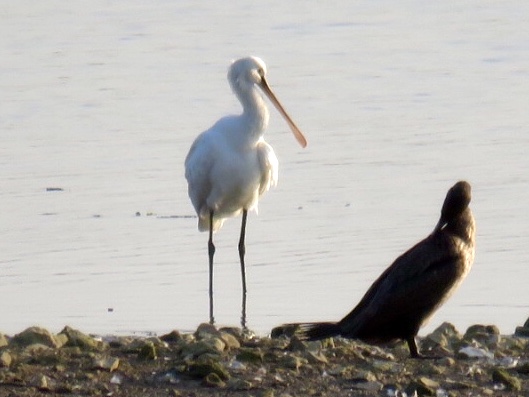 Spoonbill