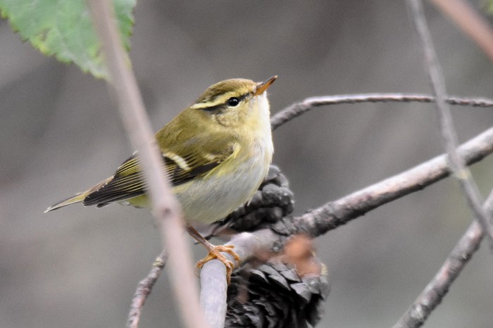 Yellow-browed Warbler
