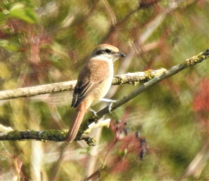 Brown Shrike