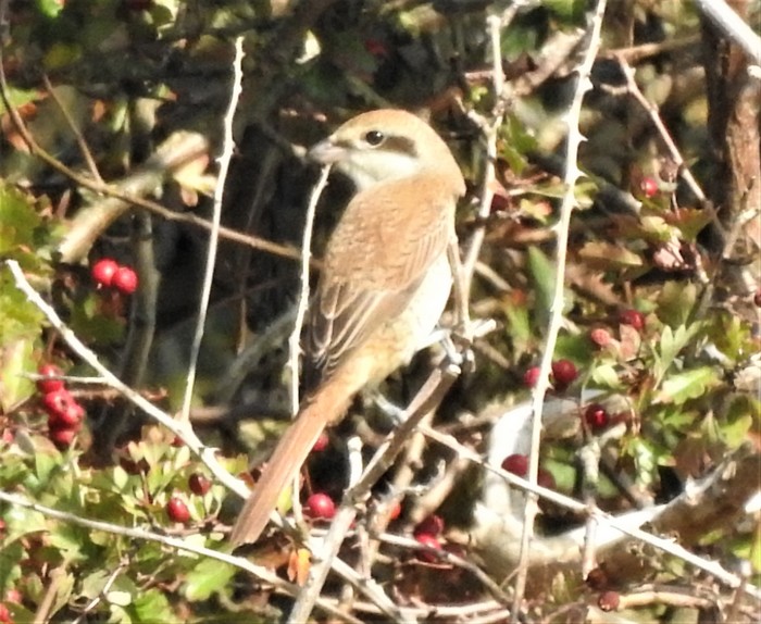 Brown Shrike