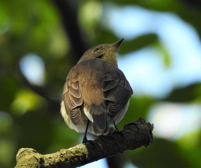 Red-breasted Flycatcher