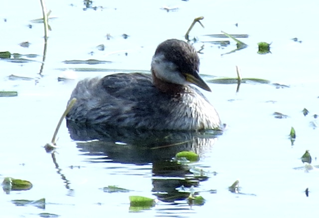 Red-necked Grebe