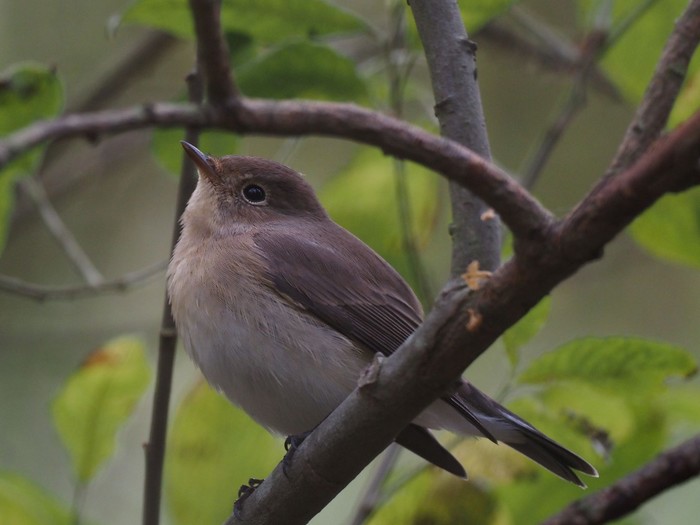 Red-breasted Flycatcher
