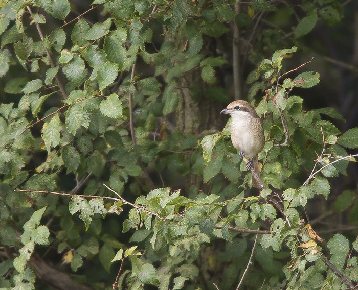 Brown Shrike