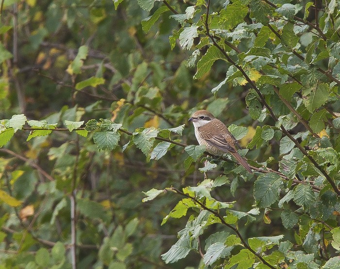 Brown Shrike