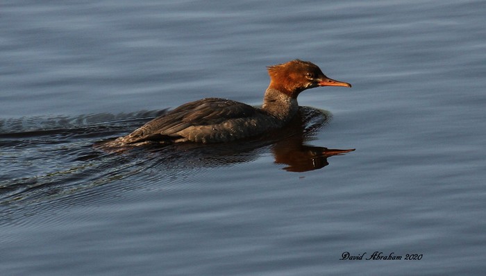 Goosander