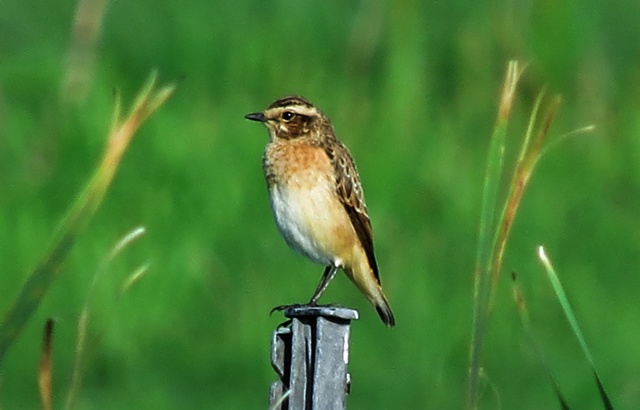 Whinchat