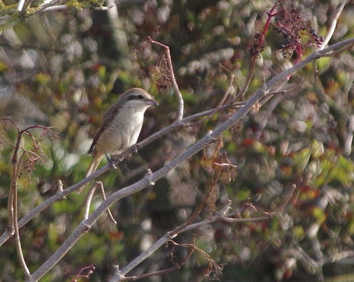 Brown Shrike