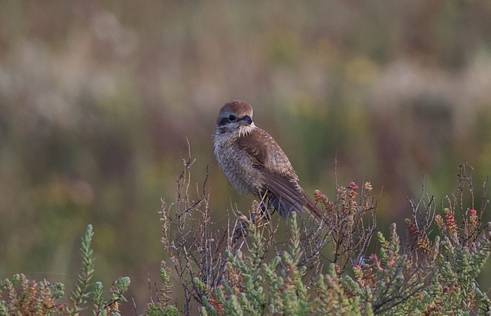 Brown Shrike