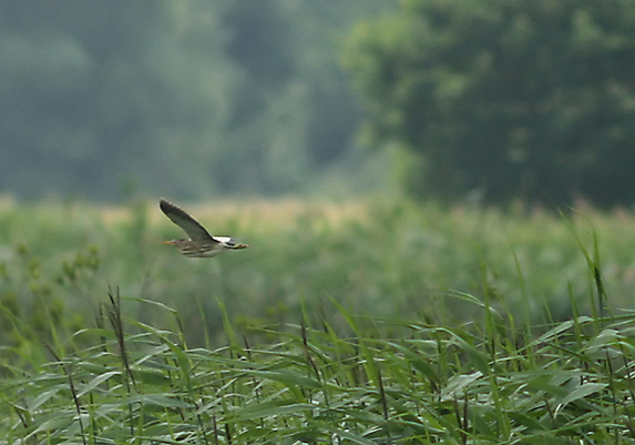 Little Bittern