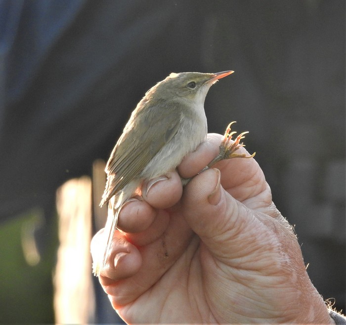 Blyth's Reed Warbler