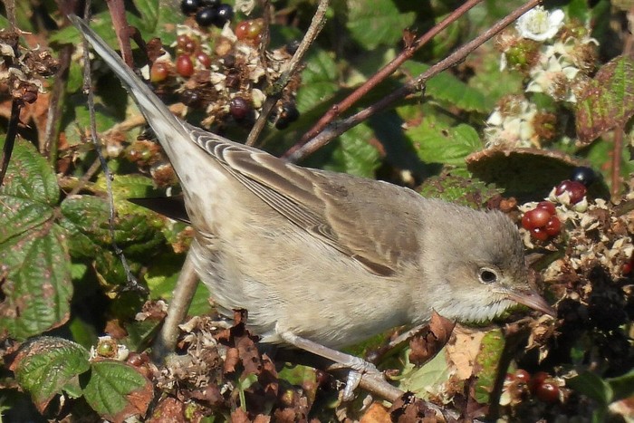 Barred Warbler