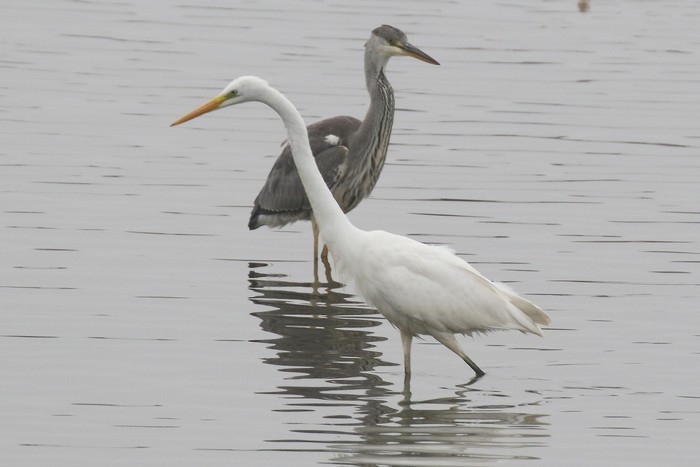 Great White Egret