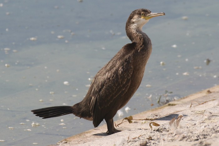 Shag