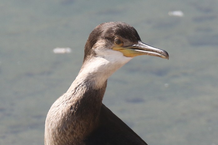 Shag