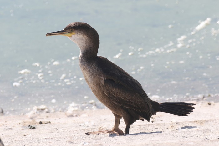 Shag