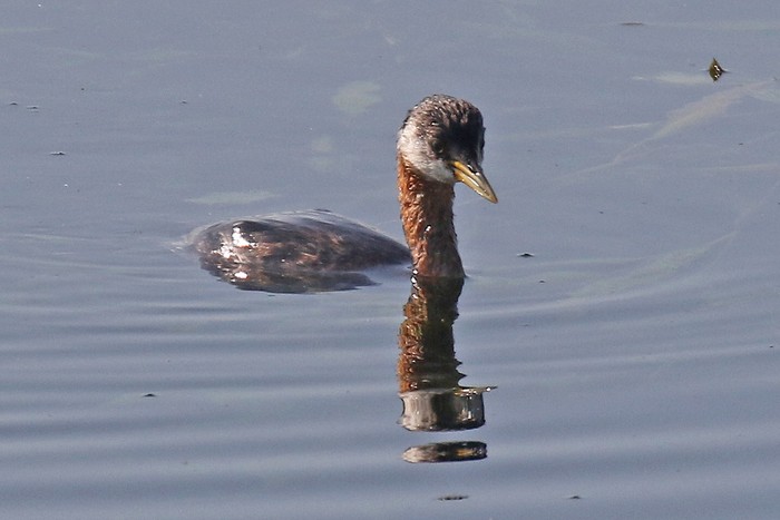 Red-necked Grebe