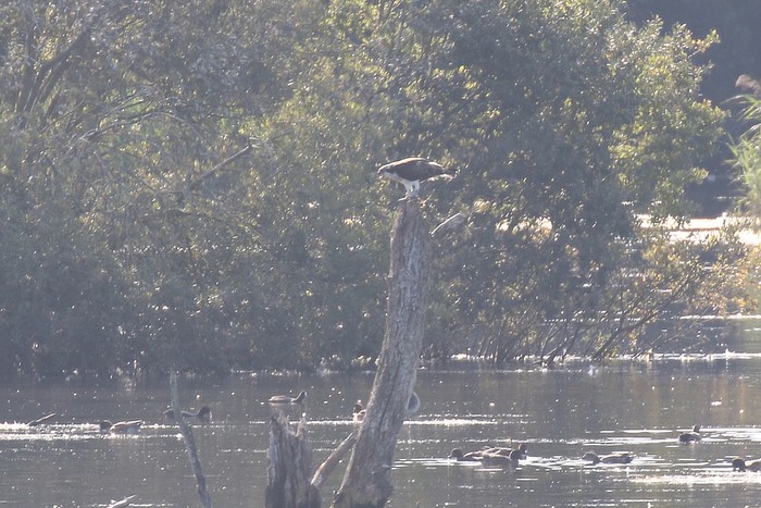Osprey