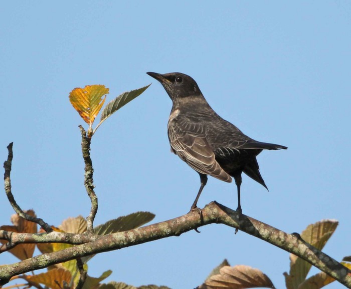 Ring Ouzel