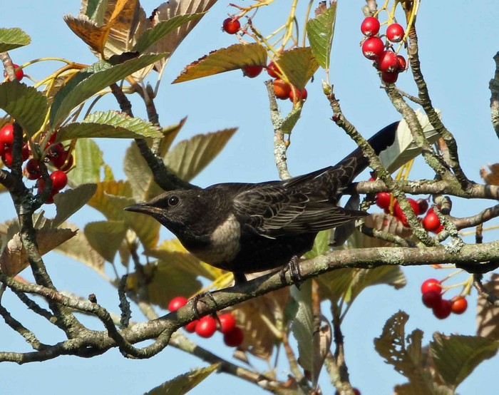 Ring Ouzel