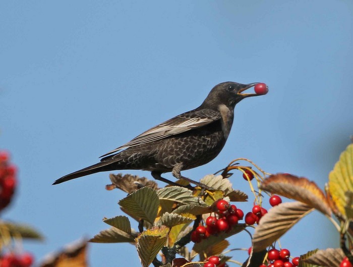 Ring Ouzel