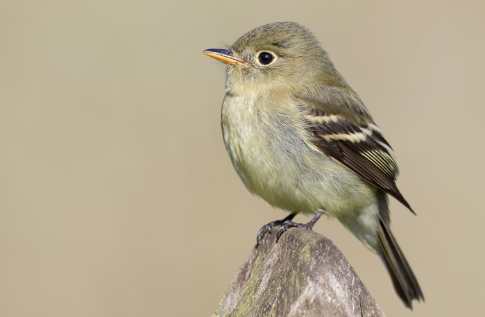Yellow-bellied Flycatcher