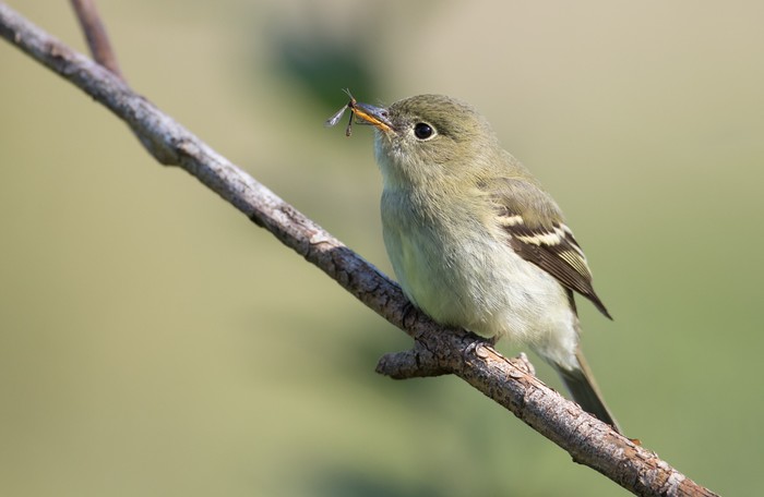 Yellow-bellied Flycatcher