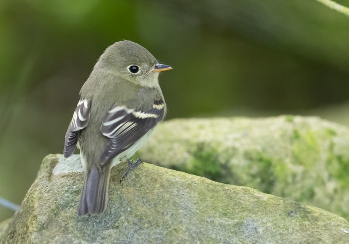 Yellow-bellied Flycatcher