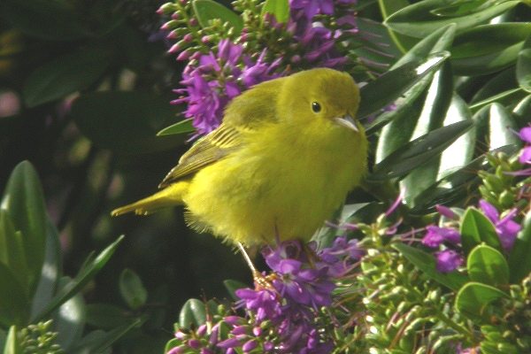 Yellow Warbler
