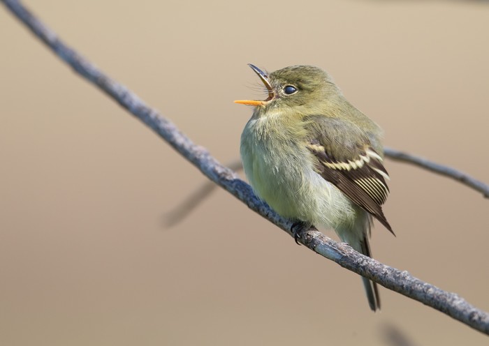 Yellow-bellied Flycatcher
