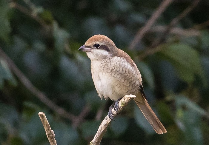 Brown Shrike