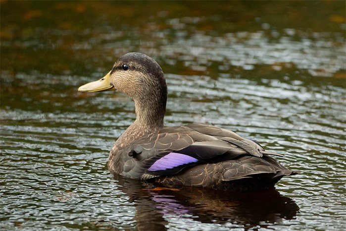 Black Duck