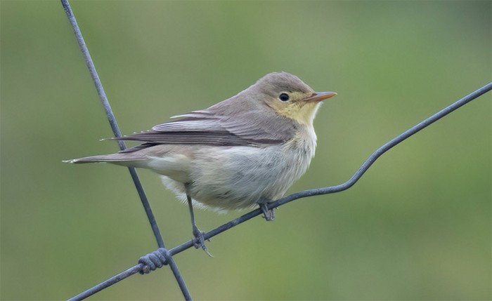 Icterine Warbler