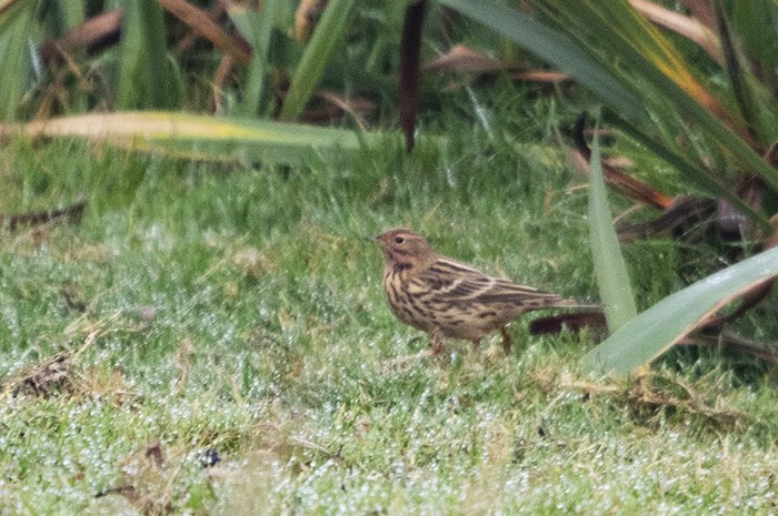Red-throated Pipit