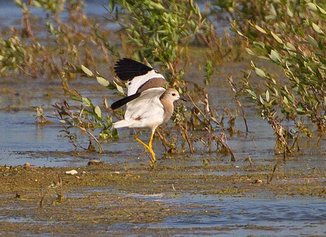 White-tailed Plover
