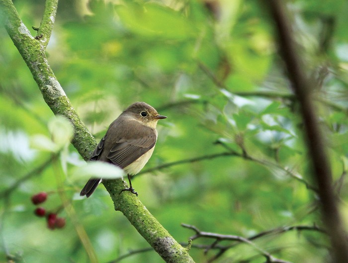 Red-breasted Flycatcher