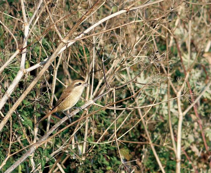 Brown Shrike