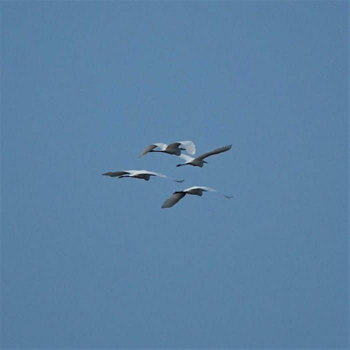Great White Egret