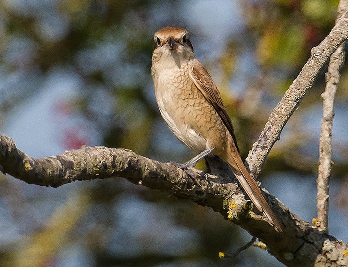 Brown Shrike