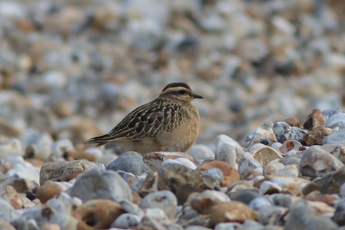 Dotterel
