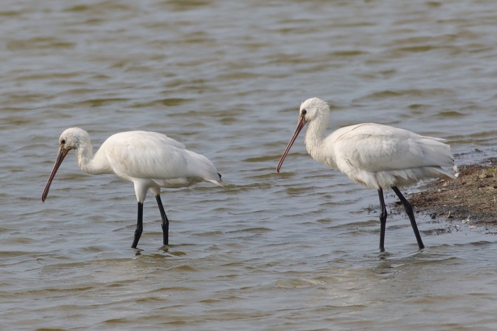 Spoonbill