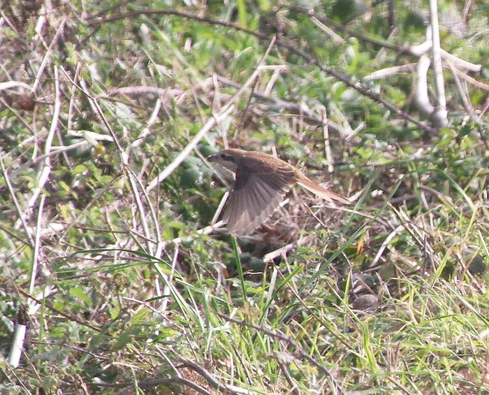 Brown Shrike